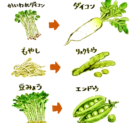 大根　まめ　